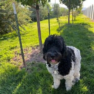 Meet your Posher, Bradley